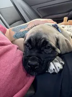 Diesel , a male Cane Corso for sale in Hidden Valley Lake, CA – Photo 4 of 7