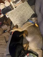 Diesel , a male Cane Corso for sale in Hidden Valley Lake, CA – Photo 6 of 7