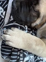 Diesel , a male Cane Corso for sale in Hidden Valley Lake, CA – Photo 5 of 7