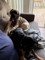 Diesel , a male Cane Corso for sale in Hidden Valley Lake, CA – Photo 2 of 7