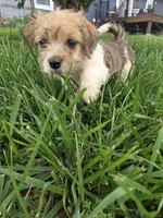 Stacy, a female Rat Terrier and Havanese for sale in Montgomery, IN – 4 of 6