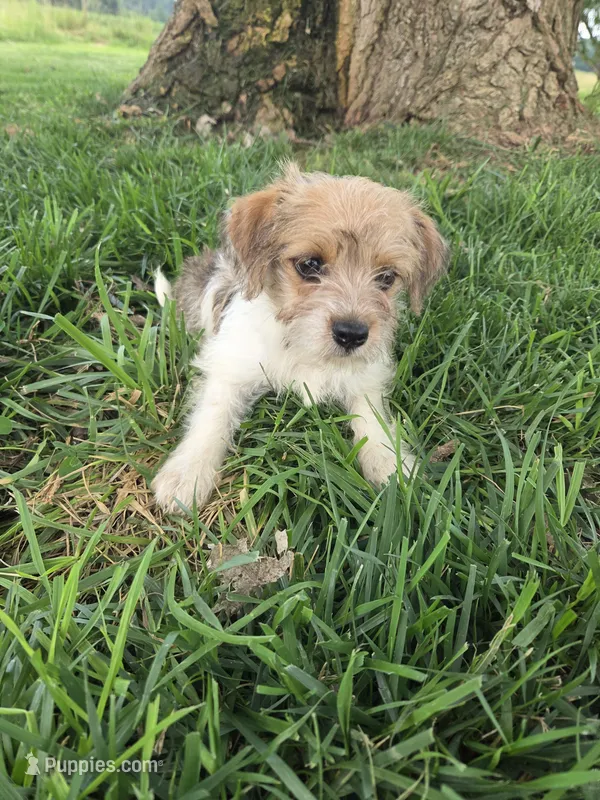 Stacy – Rat Terrier, Havanese puppy for sale in Montgomery, IN