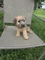 Stella, a female Rat Terrier and Havanese for sale in Montgomery, IN – 3 of 6