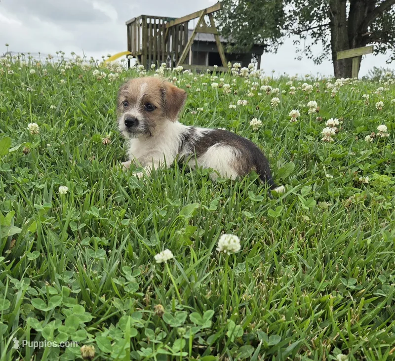 Samantha – Rat Terrier, Havanese puppy for sale in Montgomery, IN