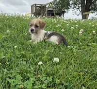Samantha, a female Rat Terrier and Havanese for sale in Montgomery, IN – 1 of 4