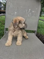 Stella, a female Rat Terrier and Havanese for sale in Montgomery, IN – 5 of 6