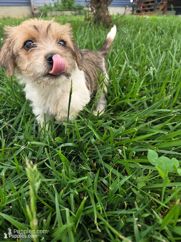 Stacy – Rat Terrier, Havanese puppy for sale in Montgomery, IN