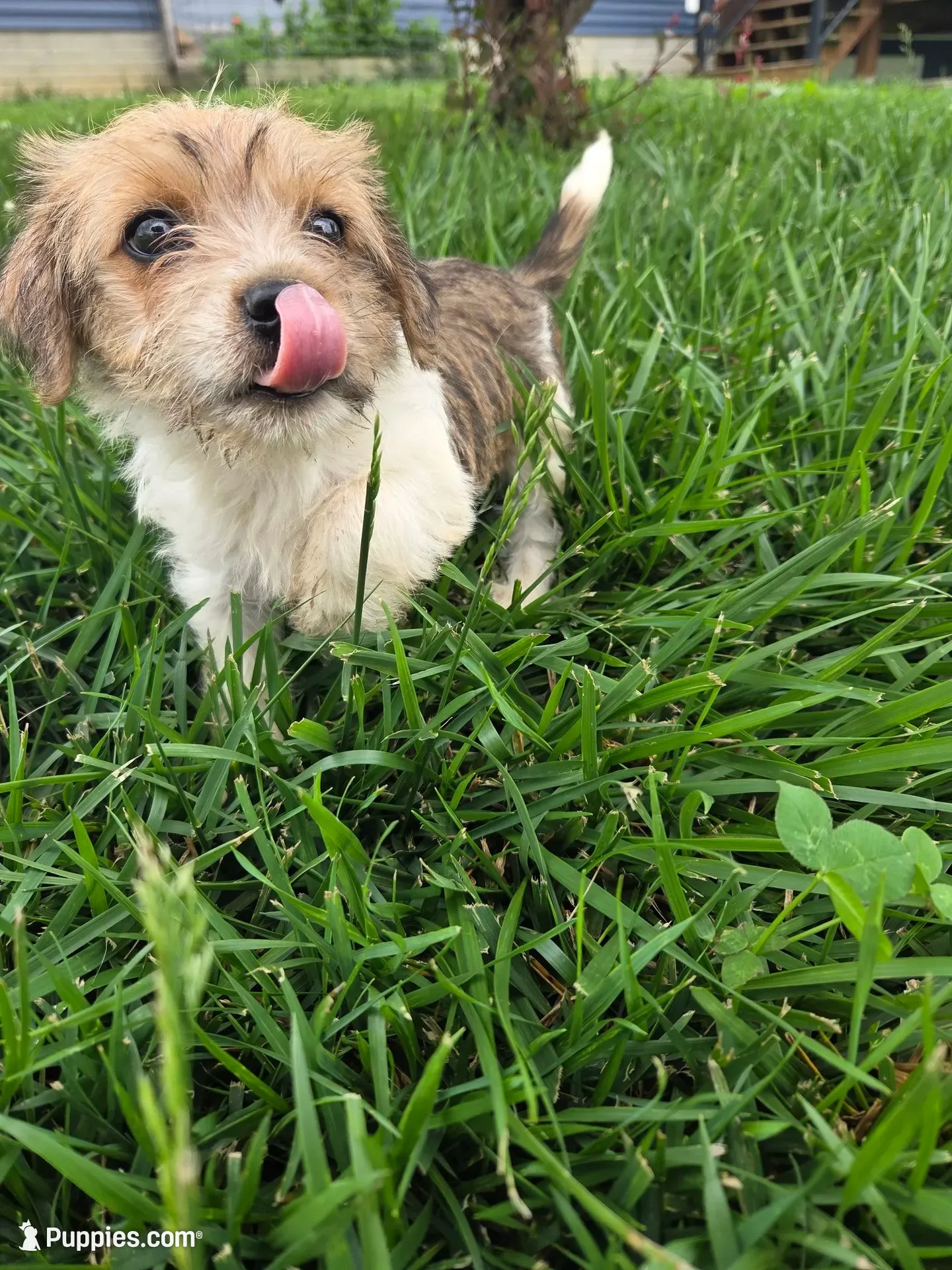 Stacy, a female Rat Terrier and Havanese for sale in Montgomery, IN – 1 of 6