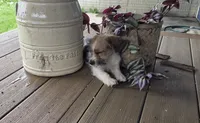 Samantha, a female Rat Terrier and Havanese for sale in Montgomery, IN – 2 of 4