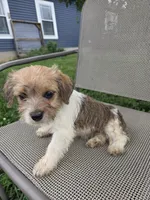 Stacy, a female Rat Terrier and Havanese for sale in Montgomery, IN – 2 of 6