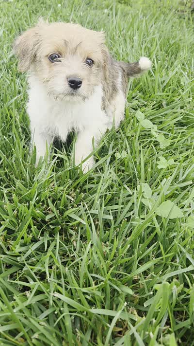 Stacy, a female Rat Terrier and Havanese for sale in Montgomery, IN – 6 of 6