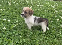 Samantha, a female Rat Terrier and Havanese for sale in Montgomery, IN – 3 of 4