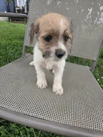 Samantha, a female Rat Terrier and Havanese for sale in Montgomery, IN – 4 of 4