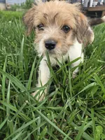 Stacy, a female Rat Terrier and Havanese for sale in Montgomery, IN – 5 of 6