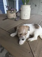 Scarlet, a female Rat Terrier and Havanese for sale in Montgomery, IN – 4 of 4