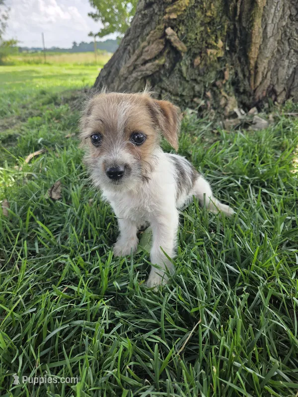 Samantha – Rat Terrier, Havanese puppy for sale in Montgomery, IN