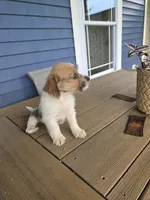 Scarlet, a female Rat Terrier and Havanese for sale in Montgomery, IN – 2 of 4
