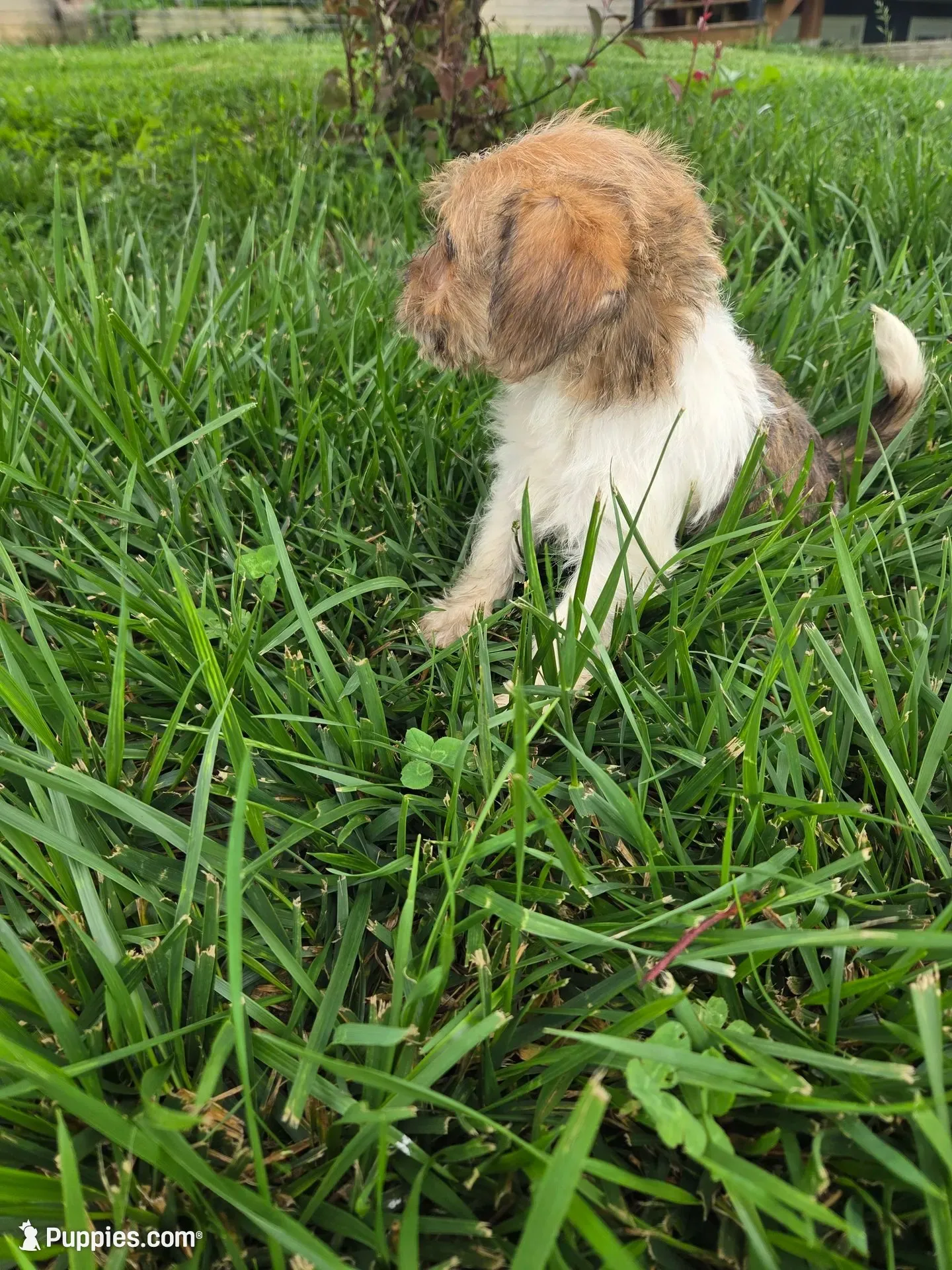 Stacy, a female Rat Terrier and Havanese for sale in Montgomery, IN – 3 of 6