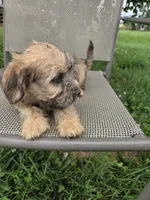 Stella, a female Rat Terrier and Havanese for sale in Montgomery, IN – 4 of 6