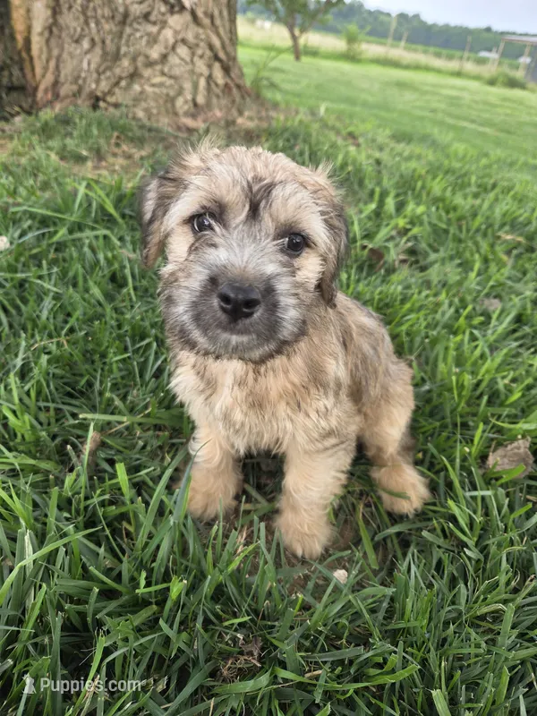Stella – Rat Terrier, Havanese puppy for sale in Montgomery, IN