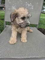 Stella, a female Rat Terrier and Havanese for sale in Montgomery, IN – 2 of 6