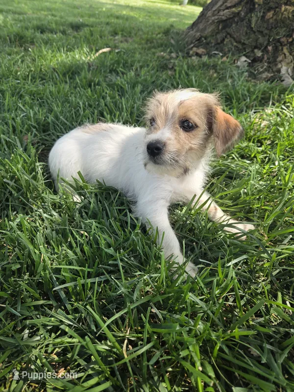 Scarlet – Rat Terrier, Havanese puppy for sale in Montgomery, IN