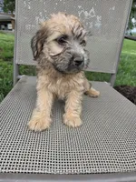 Stella, a female Rat Terrier and Havanese for sale in Montgomery, IN – 6 of 6