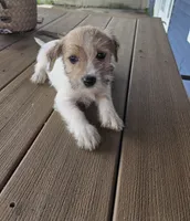 Scarlet, a female Rat Terrier and Havanese for sale in Montgomery, IN – 1 of 4