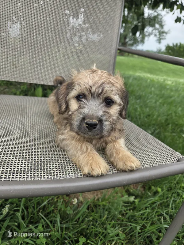 Stella – Rat Terrier, Havanese puppy for sale in Montgomery, IN