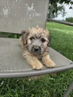 Stella, a female Rat Terrier and Havanese for sale in Montgomery, IN – 1 of 6