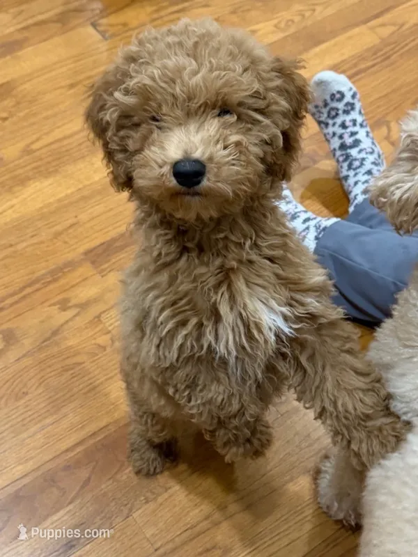 Coco – Miniature Goldendoodle puppy for sale in Atlanta, GA