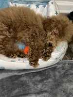 Coco, a male Miniature Goldendoodle for sale in Atlanta, GA – 3 of 4