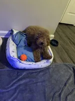 Coco, a male Miniature Goldendoodle for sale in Atlanta, GA – 2 of 4