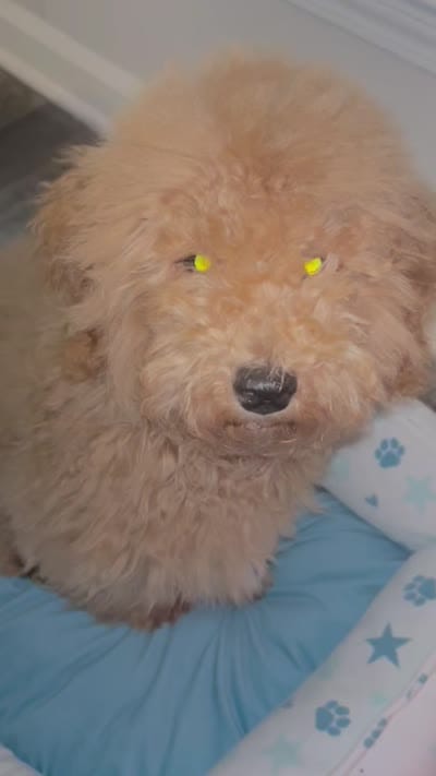 Coco, a male Miniature Goldendoodle for sale in Atlanta, GA – 4 of 4
