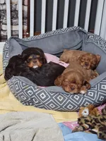 Patty, a female Cavalier King Charles Spaniel for sale in Spencer, WV – 4 of 7