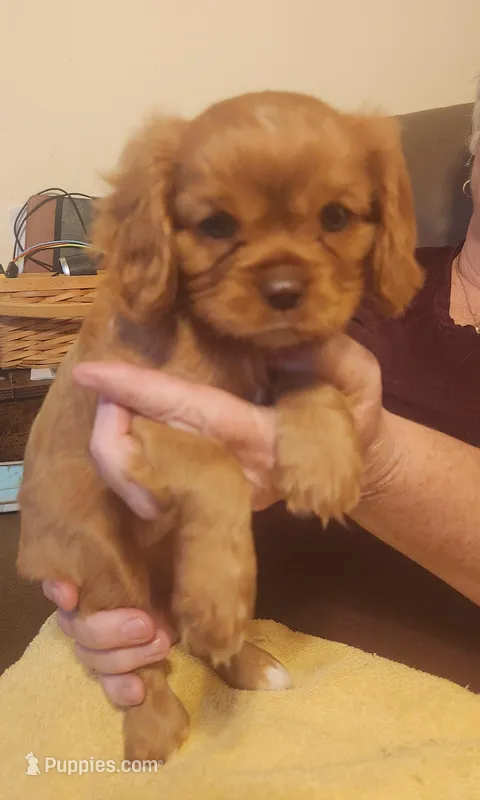 Patty, a female Cavalier King Charles Spaniel for sale in Spencer, WV – 1 of 7
