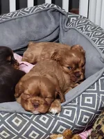 Patty, a female Cavalier King Charles Spaniel for sale in Spencer, WV – 7 of 7