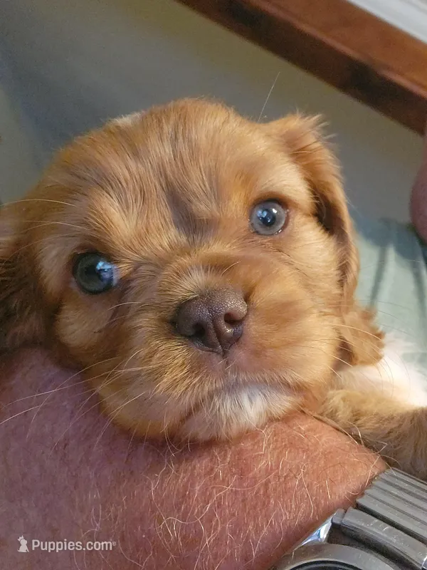 Patty – Cavalier King Charles Spaniel puppy for sale in Spencer, WV
