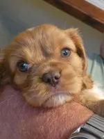 Patty, a female Cavalier King Charles Spaniel for sale in Spencer, WV – 2 of 7