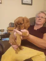 Patty, a female Cavalier King Charles Spaniel for sale in Spencer, WV – 3 of 7