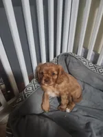 Patty, a female Cavalier King Charles Spaniel for sale in Spencer, WV – 5 of 7