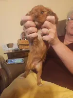 Patty, a female Cavalier King Charles Spaniel for sale in Spencer, WV – 6 of 7