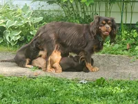 Finnigan, a male Cavalier King Charles Spaniel for sale in Spencer, WV – 6 of 6