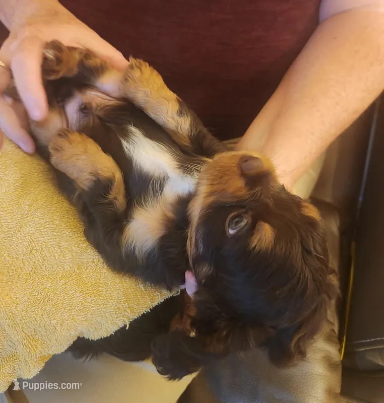 Finnigan – Cavalier King Charles Spaniel puppy for sale in Spencer, WV
