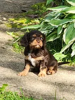 Finnigan, a male Cavalier King Charles Spaniel for sale in Spencer, WV – 3 of 6