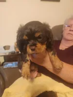 Finnigan, a male Cavalier King Charles Spaniel for sale in Spencer, WV – 4 of 6