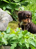 Finnigan, a male Cavalier King Charles Spaniel for sale in Spencer, WV – 2 of 6
