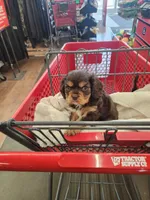 Finnigan, a male Cavalier King Charles Spaniel for sale in Spencer, WV – 5 of 6