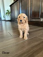Pumpkin, a male Goldendoodle and Golden Retriever for sale in Woodward, OK – Photo 6 of 7