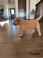 Pumpkin, a male Goldendoodle and Golden Retriever for sale in Woodward, OK – Photo 4 of 7